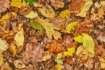 Image showing Fallen autumn leaves