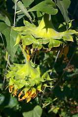 Image showing After flowering