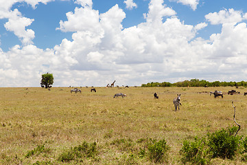 Image showing group of herbivore animals in savannah at africa