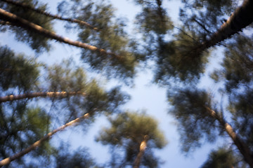 Image showing A view up to the treetops. 