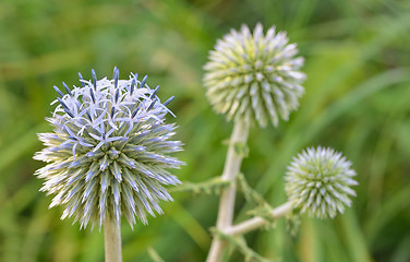 Image showing Blue globe thistle (Echinops) flowers