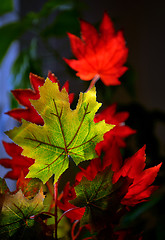 Image showing Autumnal maple leaves