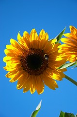 Image showing sunflower