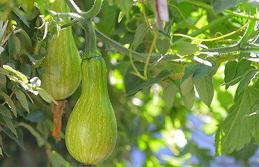 Image showing Green unripe  pumpkin