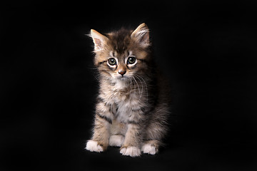 Image showing Maincoon Kitten With Big Eyes