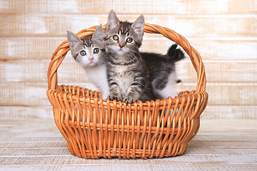 Image showing Two Adoptable Kittens in a Basket