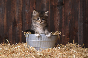 Image showing Cute Kitten With Straw in a Barn