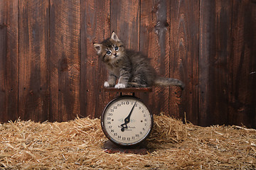 Image showing Cute Kitten With Straw in a Barn