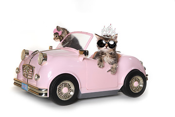 Image showing Cute Maincoon Kittens With Driving a Convertible