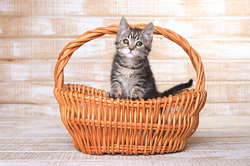 Image showing Maincoon Kitten With Big Eyes