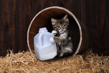 Image showing Maincoon Kitten Drinking Gallon of Milk