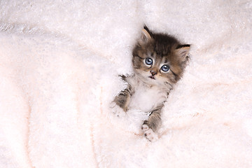 Image showing Maincoon Kitten With Big Eyes