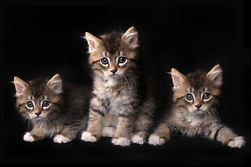 Image showing Three Adorable Maincoon Kitten With Big Eyes