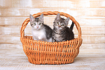 Image showing Two Adoptable Kittens in a Basket