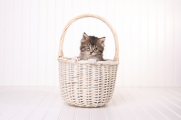 Image showing Maincoon Kitten With Big Eyes In Basket