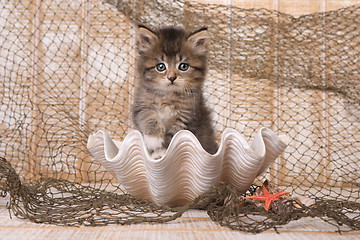 Image showing Maincoon Kitten With Big Eyes