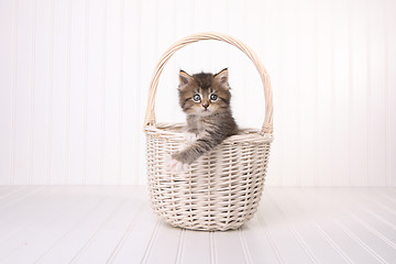 Image showing Maincoon Kitten With Big Eyes In Basket