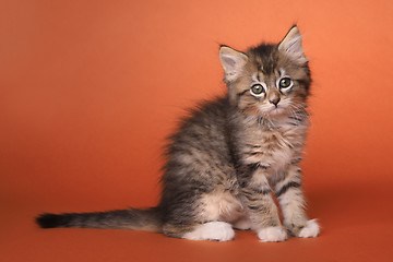 Image showing Maincoon Kitten With Big Eyes