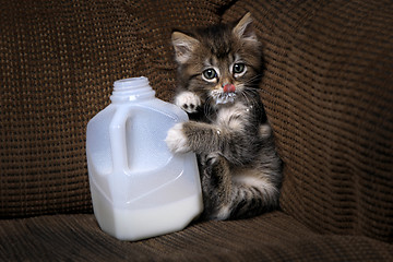 Image showing Kitten Drinking Milk From a Carton Dripping