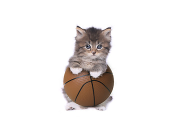 Image showing Maincoon Kitten With a Basketball 