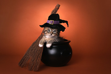 Image showing Cute Halloween Witch Themed Kitten