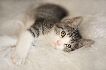 Image showing White and Black Kitten With Big Eyes