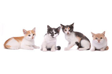 Image showing Four Adorable Spotted Kittens on White Background