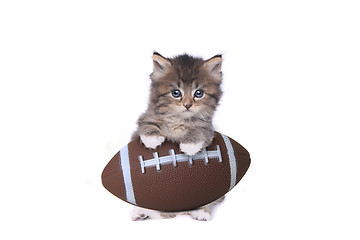 Image showing Maincoon Kitten With a Football