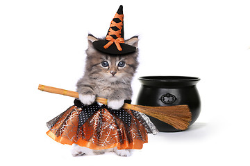 Image showing Cute Halloween Witch Themed Kitten