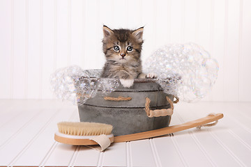 Image showing Maincoon Kitten With Big Eyes in Washtub Bathing