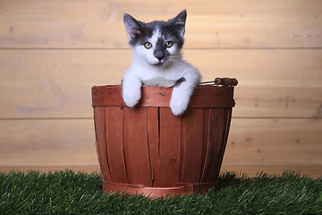 Image showing Maincoon Kitten With Big Eyes