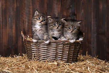 Image showing Cute Kittens With Straw in a Barn