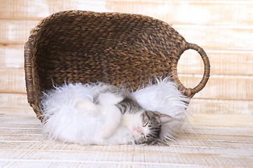 Image showing Maincoon Kitten With Big Eyes