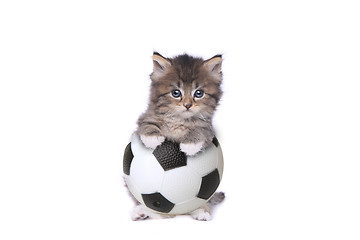 Image showing Maincoon Kitten With a Soccer Ball