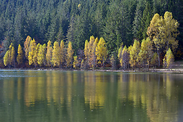 Image showing Autumn  with the yellow foliage 