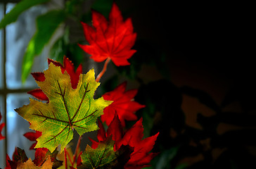 Image showing Autumnal maple leaves 