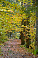 Image showing Pathway autumn forest