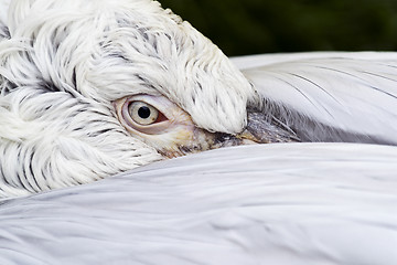 Image showing Pelican head