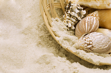 Image showing shells in the basket