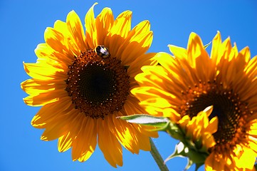 Image showing sunflowers