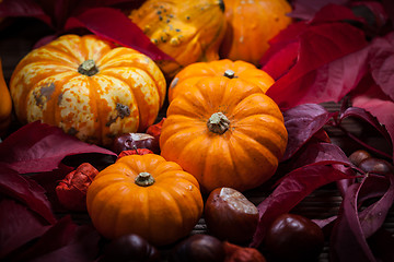 Image showing Pumpkin still life for Thanksgiving 