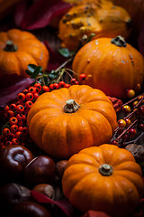 Image showing Pumpkin still life for Thanksgiving 