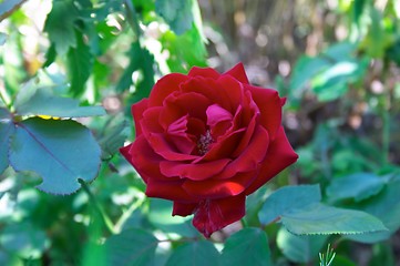 Image showing Red Rose