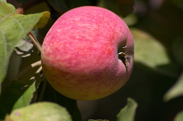 Image showing Apple on the tree