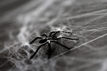 Image showing halloween decoration of black toy spider on cobweb