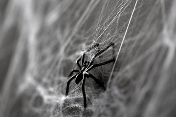 Image showing halloween decoration of black toy spider on cobweb