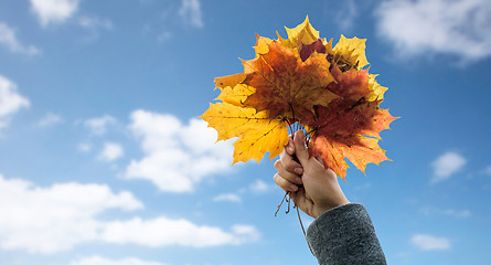 Image showing close up of woman hands with autumn maple leaves