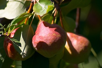 Image showing Pears on the tree