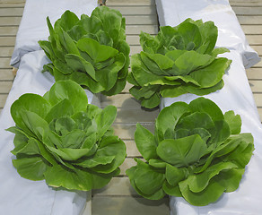 Image showing Lettuce Hydroponic Pillars