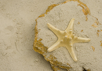 Image showing starfish on a stone